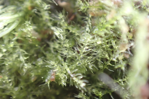 Telaranea observed 2026-06-04