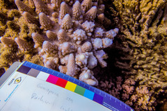 Acropora gemmifera