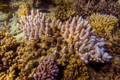 Acropora gemmifera