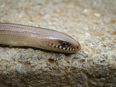 Ophiodes fragilis