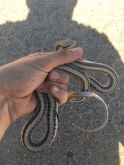 Salvadora hexalepis hexalepis