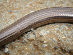 Ophiodes fragilis