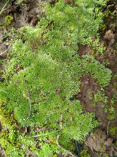 Silvergreen Bryum Moss