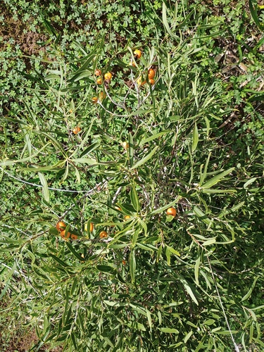 Native apricot