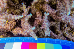 Echinopora mammiformis