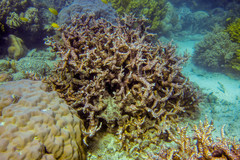 Echinopora mammiformis