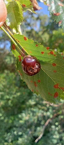 wild cherry