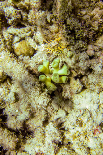 Astraeosmilia curvata