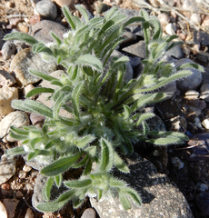 Cryptantha crassisepala