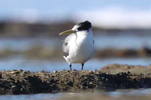iNaturalist image