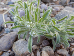 Cryptantha crassisepala