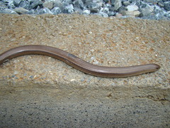 Ophiodes fragilis