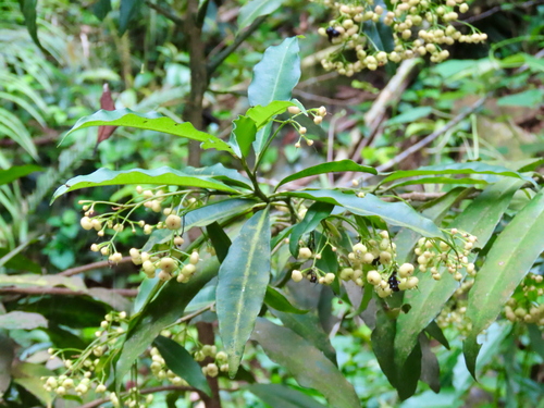 Ardisia quinquegona, photograph 3