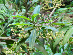 Ardisia quinquegona, photograph (c) Toby Y, some rights reserved (CC BY)
