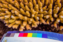 Acropora millepora