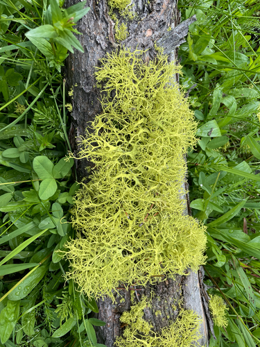 iNaturalist observation photo of wolf lichen