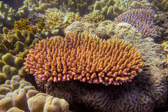 Acropora millepora
