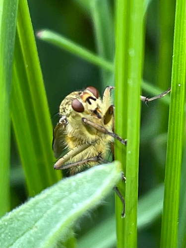 iNaturalist observation photo of Golden Dung Fly