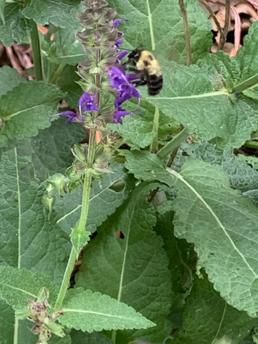 Two-spotted Bumble Bee