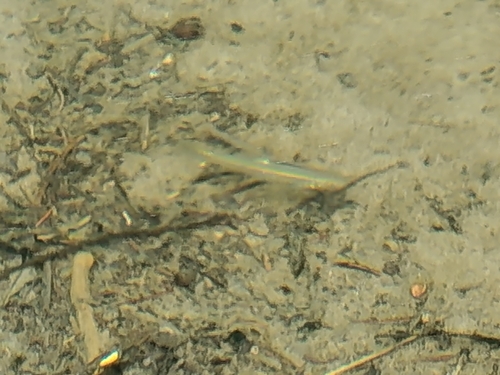 Chinese Minnow