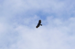 Spizaetus tyrannus