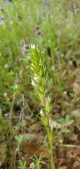 Castilleja attenuata