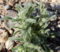Cryptantha crassisepala
