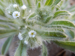 Cryptantha crassisepala
