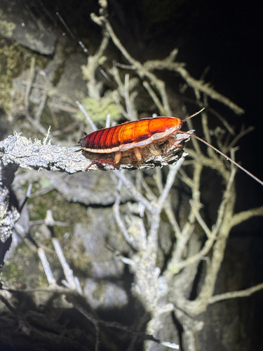 Golden Cockroach photo 3
