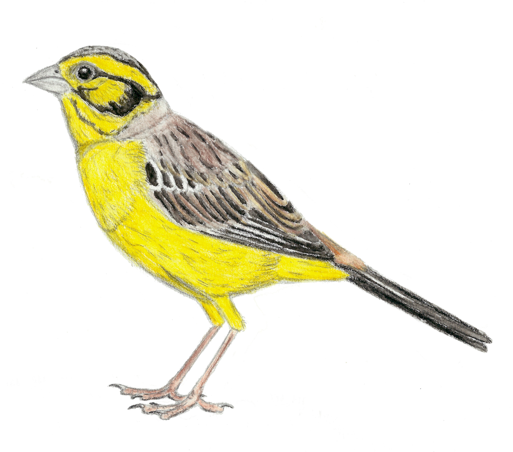Long-legged Bunting