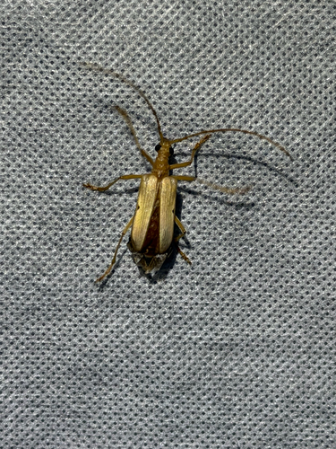 iNaturalist observation photo of Yellow Douglas-fir Borer