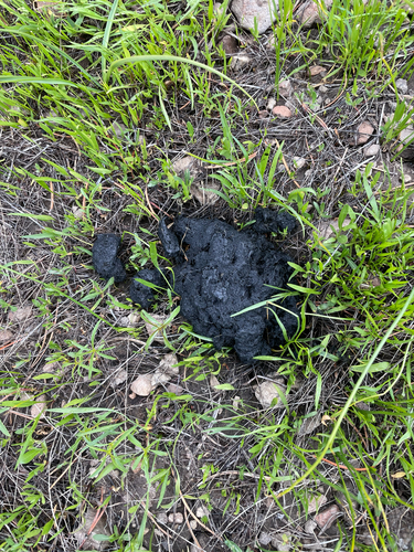 iNaturalist observation photo of American Black Bear