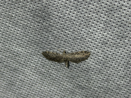 iNaturalist observation photo of Pug Moths