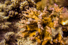 Echinopora mammiformis