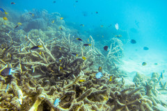 Neopomacentrus azysron