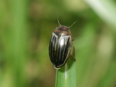 Agabus disintegratus