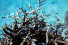 Acropora robusta