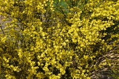 Cytisus × praecox