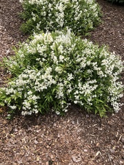 Deutzia gracilis