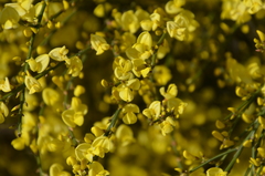 Cytisus × praecox