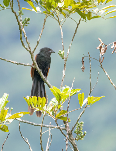 Philippine Coucal