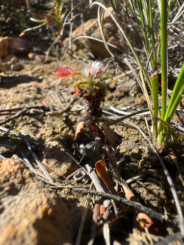 Drosera gibsonii