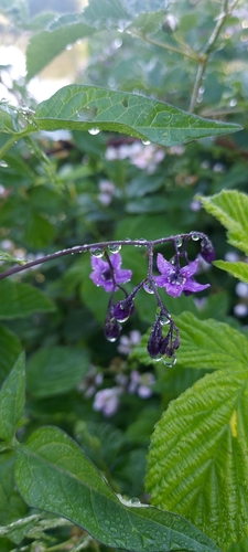bittersweet nightshade