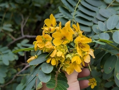 Senna surattensis