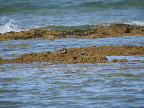 iNaturalist image