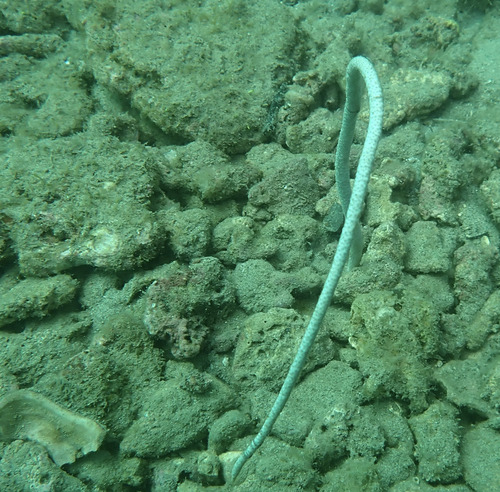 Junceella observed 2026-06-06