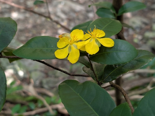 Ochna thomasiana observed 2026-06-05