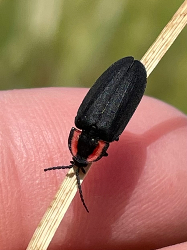 iNaturalist observation photo of California Glowworm