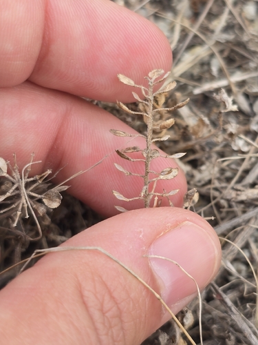Hairypod Pepperweed