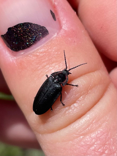 iNaturalist observation photo of California Glowworm